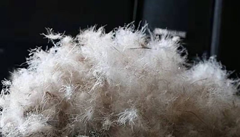 深入探究:不同种类的羽绒填充料,哪一种更胜一筹?