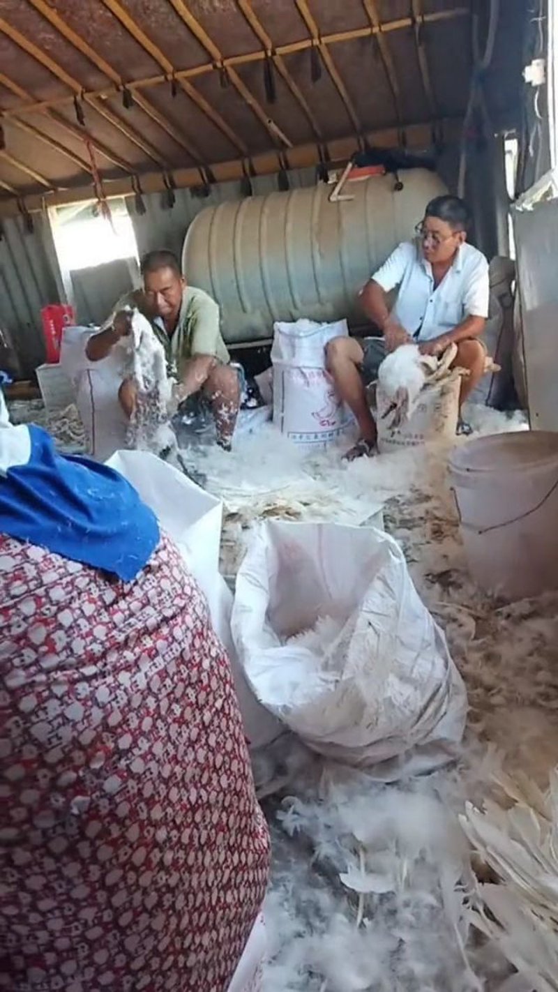 羽绒被加工,这背后藏着怎样的秘密?